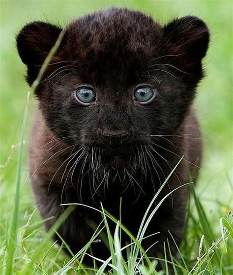 Beautiful Baby Black Panther Baby Panther Cuddly Animals Cute Animals