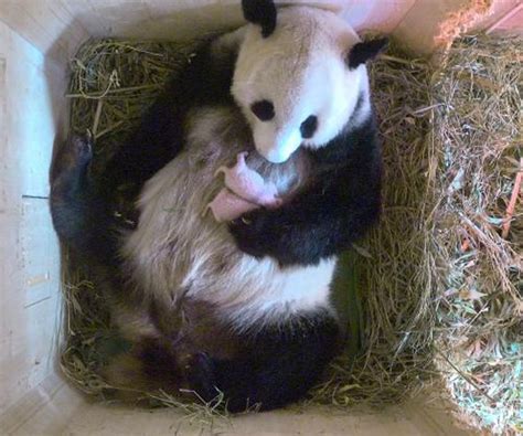 Giant Panda Cub Twins Born In Vienna Are Boon To Rare