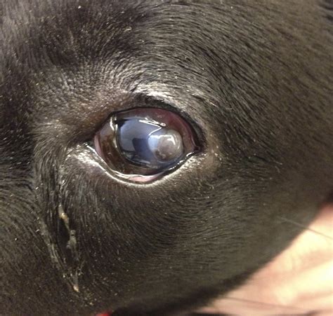 Corneal Ulcer In Dogs Example Animal Eye Clinic