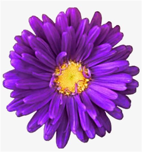 Purple Flower White Background Transparent Png 1024x1045 Free