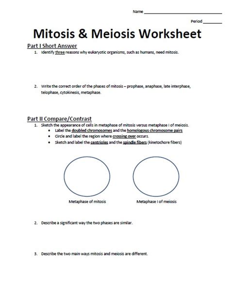 Meiosis Vs Mitosis Worksheet
