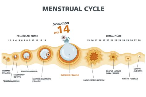 Ovulation Top 5 Signs That Tell You When You Are Ovulating Being The