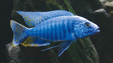 African Cichlids Digital