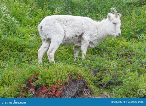 Female Dall Sheep Royalty Free Stock Photography