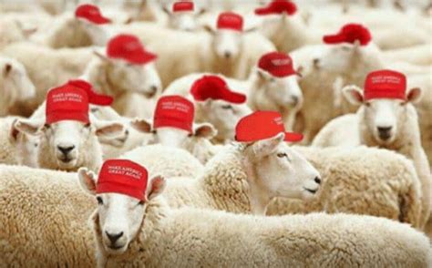 Trump Sheeple Blank Template Imgflip