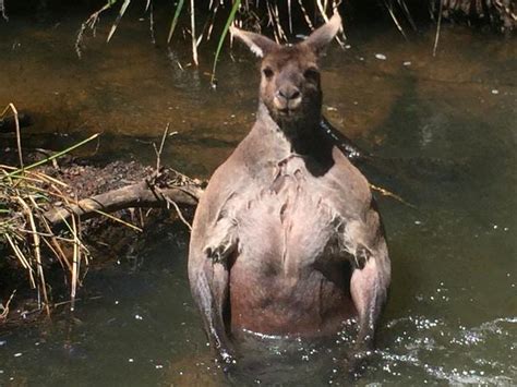 ‘sexy Kangaroo Blocks Tourist From Toilet Photos