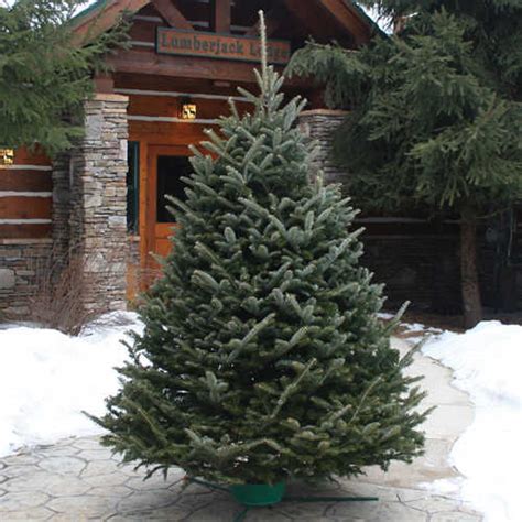 Dutchman Tree Ff 6 Foot To 8 Foot Fraser Fir Live Christmas Tree At