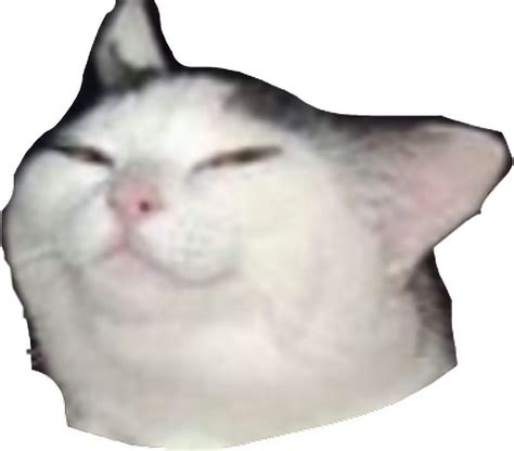 Sadcat Meme Memes Sad Cat Sad Cat Discord Emoji Free Transparent Images