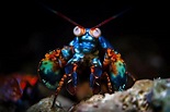 Fascinante camarón mantis pavo real mostrando colores | Foto Premium