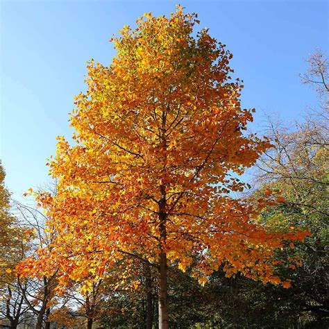 Tulip Poplar Tree Fast Growing Trees Tulip Poplar Tree Poplar Tree