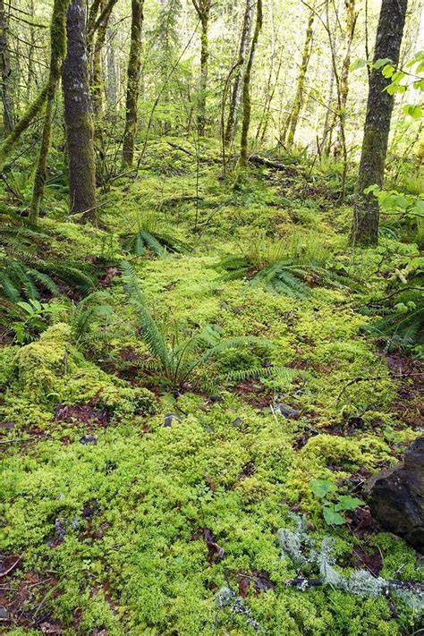 Green Foliage On The Forest Floor Photograph By Craig Tuttle Fine Art