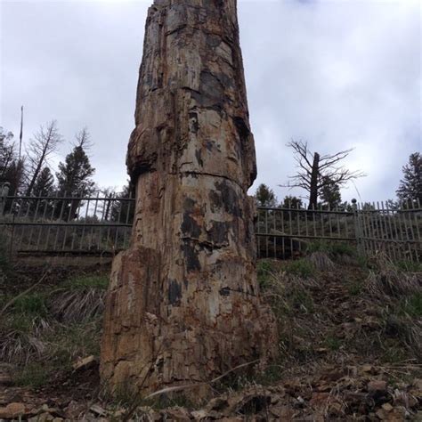 Petrified Tree Yellowstone National Park Wy