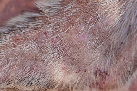 How To Treat Bug Bites And Stings On Dogs