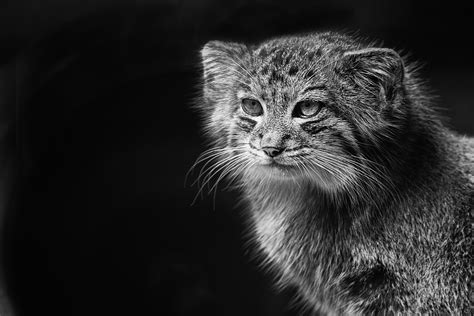 Free Images Nature Black And White Zoo Feline Fauna Close Up