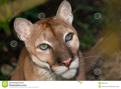 Green Eyed Cougar Stock Photo Image Of Green Look