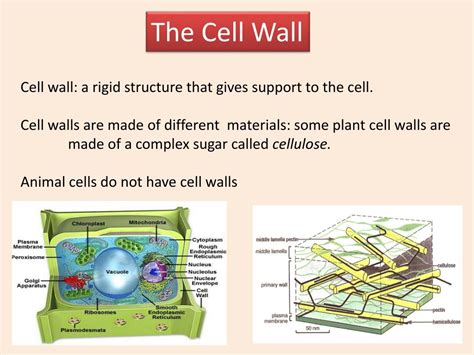 Plant Cell Wall Is Made Up Of Cellulose Plant Cells Chloroplasts Cell