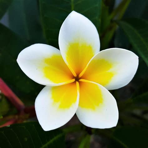 Yellow And White Plumeria Potted Plants For Sale Fragrant Easy To