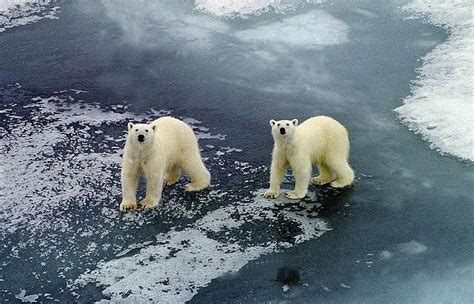 Russian Scientists Besieged By Polar Bears Explorersweb