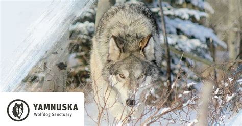 Come Enjoy An Up Close And Intimate Look At Wolves And Wolfdogs Gain A