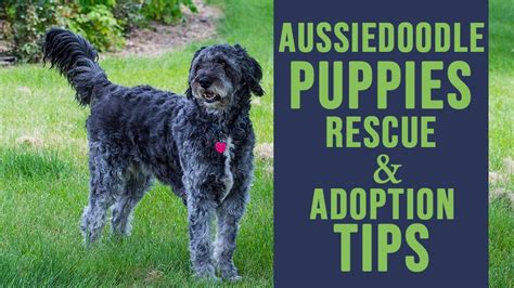 They are all available for adoption to adopters in the usa and in canada. Aussiedoodle Puppy Rescue And Adoption Tips - Petmoo
