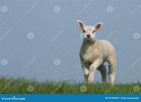 White Lamb On Green Grass With Clear Blue Sky Stock Image Image Of