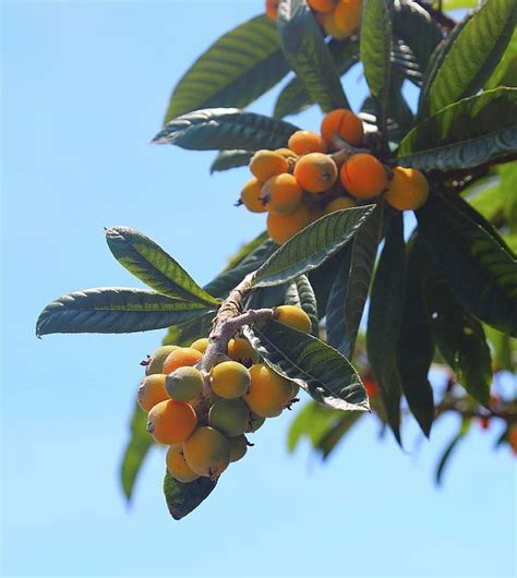 Loquat Tree 3 By Cathy Lindsey Loquat Tree Loquats Fruit