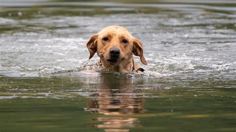 Looking For A Dog That Loves To Swim These 9 Breeds Will Jump Right In