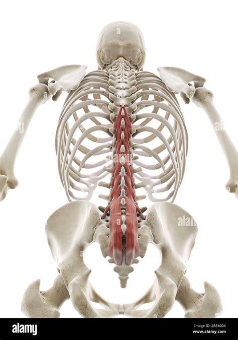 Muscle Multifidus Illustration Photo Stock Alamy