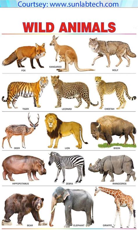 10 Crawl Animals Name Animals Picture Animal Wallpaper