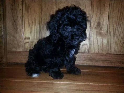 Female Toy Poodle For Sale In Clay City Kentucky Classified