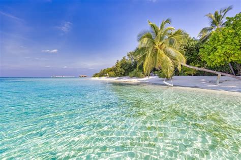 Conceito De Natureza De Praia Palm Beach Na Ilha Paradisíaca Tropical