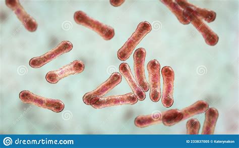 Corynebacterium Bacteria Gram Positive Rod Shaped Bacterium That