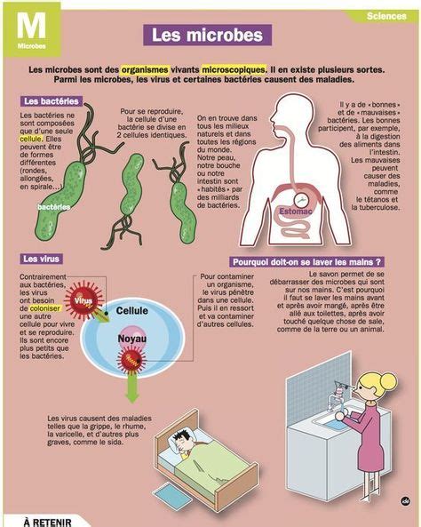 Les Microbes Fiches Éducation à La Santé Svt Collège Et Santé Médecine