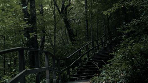 Download Wallpaper 2560x1440 Stairs Steps Trees Nature Widescreen 16