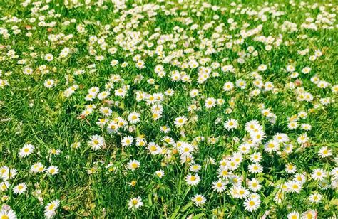 Daisy Flowers And Green Grass In Spring Nature And Outdoors Stock