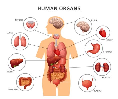 Organs and organ systems of the human body your liver is not only the hottest but also the largest and metabolically most complex internal organ of your body. What Are The Differences Between Cells, Tissues And Organs?