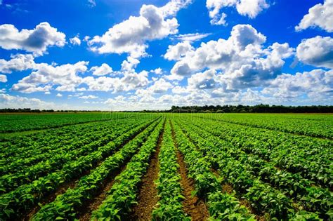 Agriculture Vegetable Field Landscape View Of A Freshly Growing