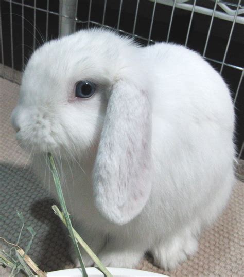 Holland Lop Blue Eyed White Rabbit Usa 동물 토끼