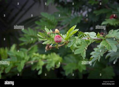 Leafy Tropical Plant With Red Berries Stock Photo Alamy