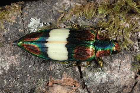 Jewel Beetle Coleoptera Buprestidae Tam Dao National Park Photo S