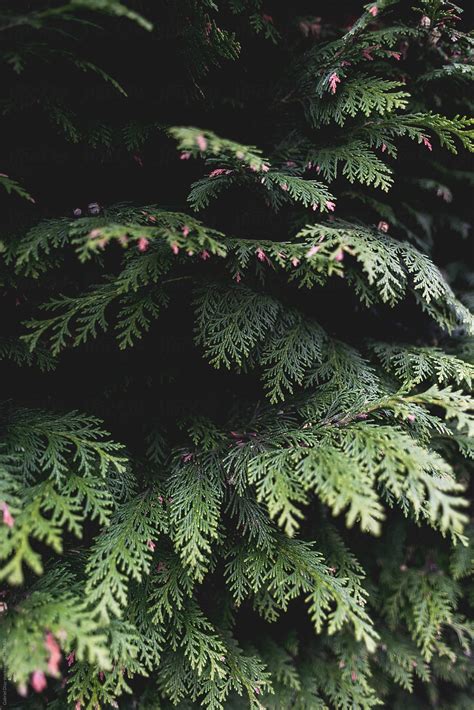 Close Up Of Pine Tree By Stocksy Contributor Gabriel J Diaz Stocksy
