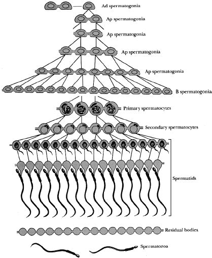 Schematic Representation Of The Spermatogenesis In Mammals In All But
