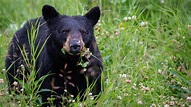 Black Bear Fact Sheet | Blog | Nature | PBS