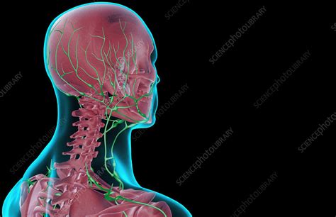 The Lymph Supply Of The Head And Neck Stock Image F0015211