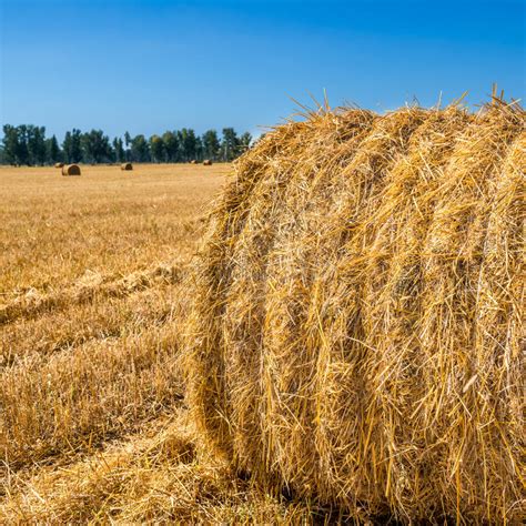 Large Piles Of Hay Bales Stock Photo Image Of Corn Farm 78983854