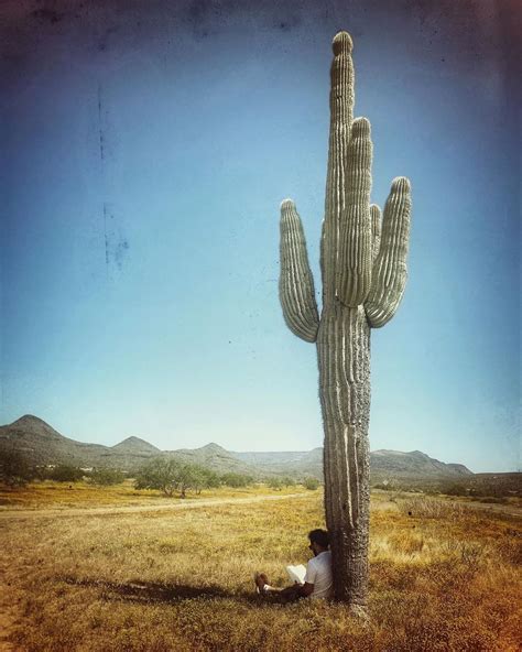 Big Cactus When In Your State