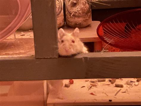 My Hamster Comes Up To The Glass To See Me If She Hears Me At Night