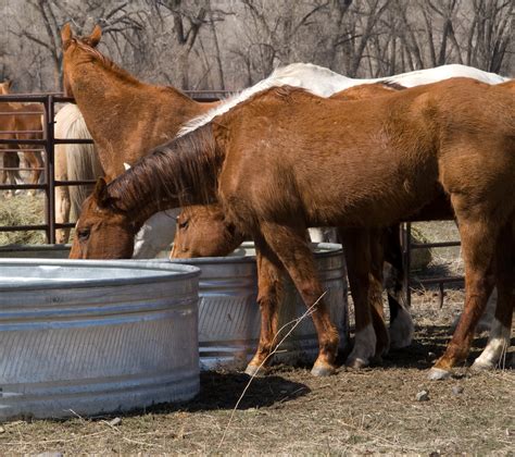 Thirsty Horses Farmers Co Op