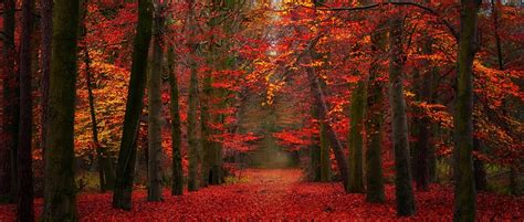 4558247 Trees Fairy Tale Hills Landscape Nature Path