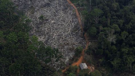 Bolsonaro Está Destruyendo La Amazonia Deforestación En Brasil Crece